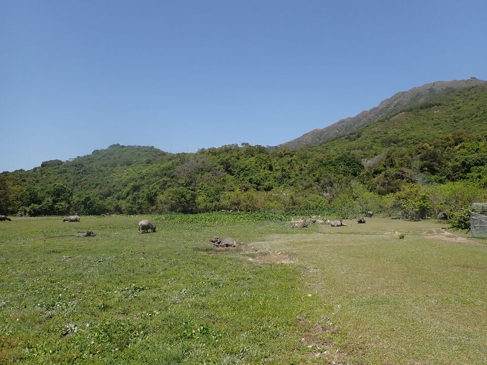 大嶼山貝澳濕地