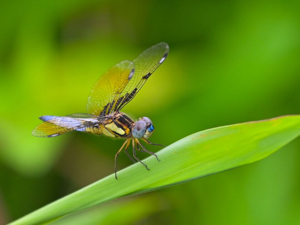 六斑曲緣蜻 Palpopleura sexmaculata sexmaculata