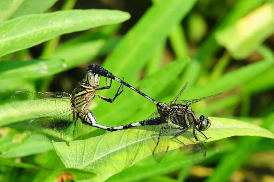 正在交配的蜻蜓