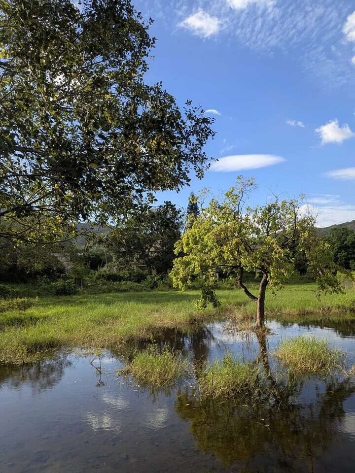 不少的蜻蜓就生活在我們城市周邊的濕地