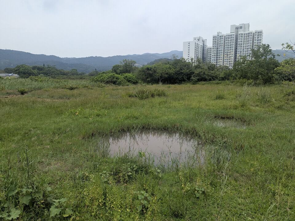 不少的蜻蜓就生活在我們城市周邊的濕地