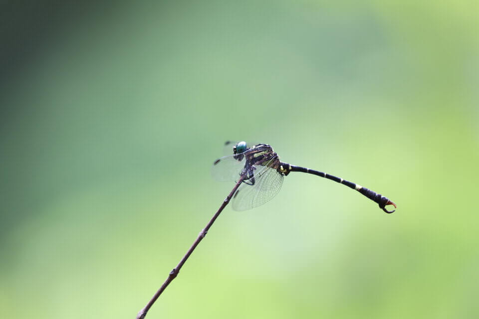 廣東彎尾春蜓 Melligomphus guangdongensis