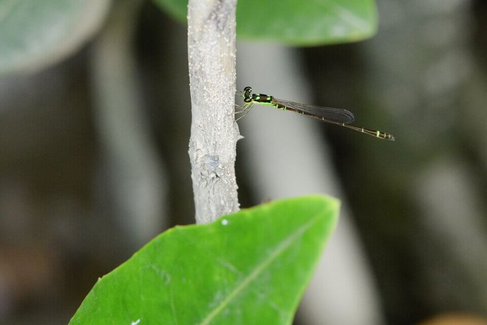 廣瀨妹蟌 Mortonagrion hirosei