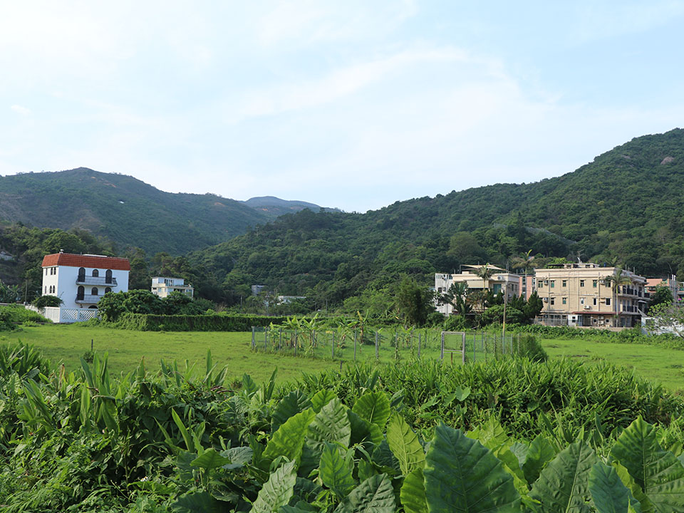 大溪蟌