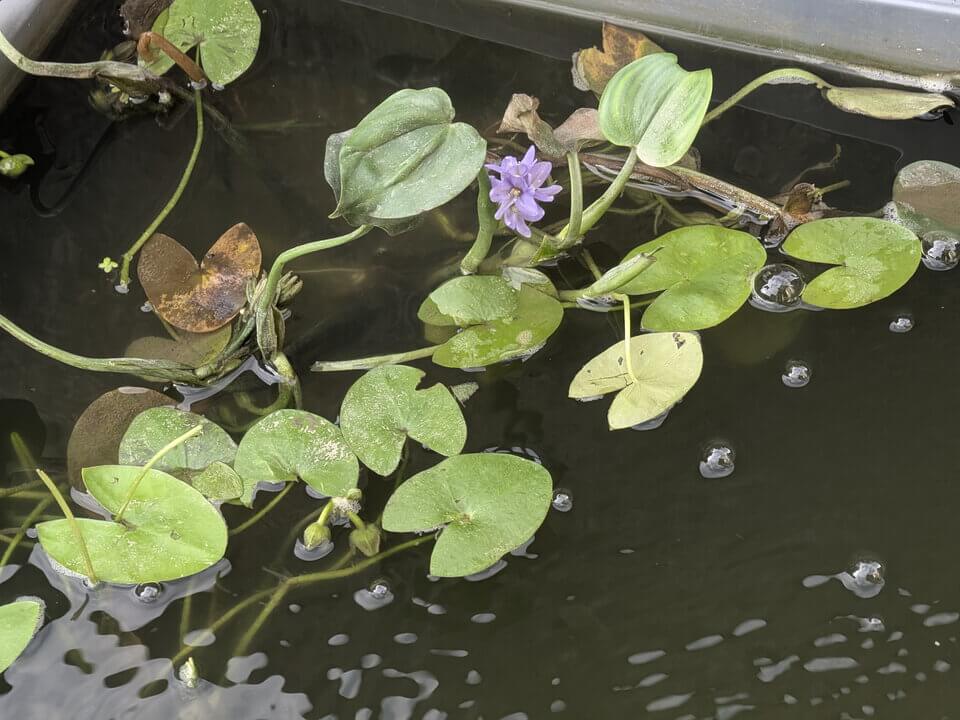 在水池種植水生植物能為蜻蜓稚蟲提供成長空間