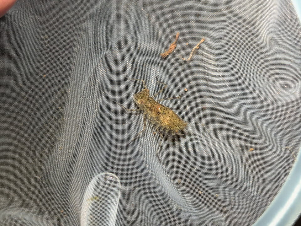 成蟲在蜻蜓池產卵後，蜻蜓稚蟲在池中日漸成長