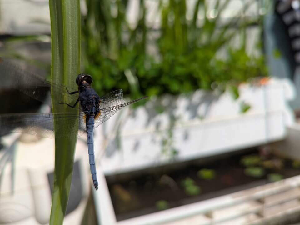 正在使用生態池的黑尾灰蜻