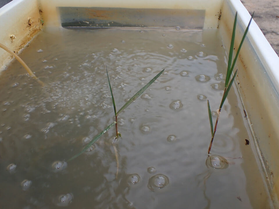 池中會有氣泵產生水流，減少蚊蟲滋生引起的蚊患問題。你能在圖中找到蜻蜓的生活足跡嗎？