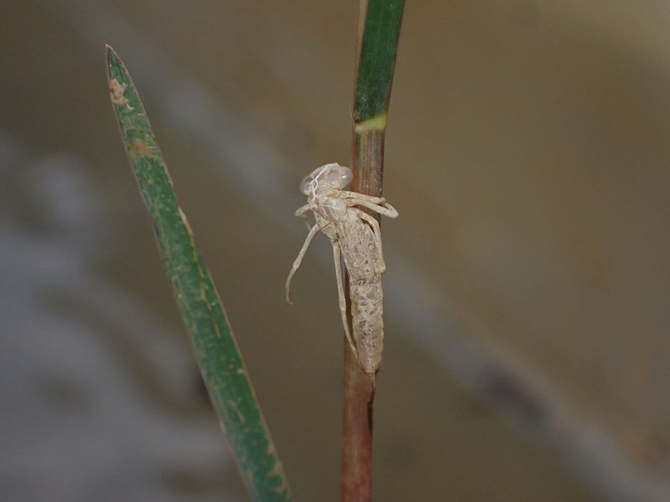 在蜻蜓生態池的水生植物上，發現了豆娘羽化後留下的蛻！