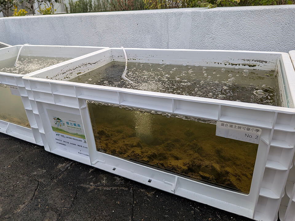 正在使用生態池的黑尾灰蜻