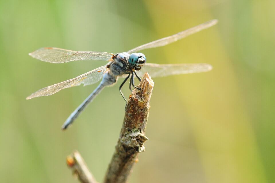 透過公民科學調查，發掘更多珍稀物種的族群分佈，例如屬易危的斑灰蜻 Orthetrum poecilops poecilops。